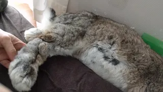 Flemish Giant Rabbit: Big boy