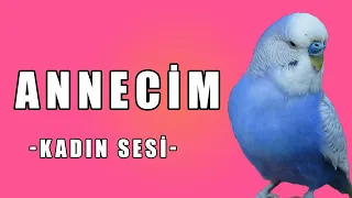 Annecim (Kadın Sesi) Ses Kaydı - Muhabbet Kuşu Konuşturma Egzersizi