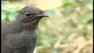 Lyre Bird Impression of a Camera, Car Alarm and Chainsaw (HD)