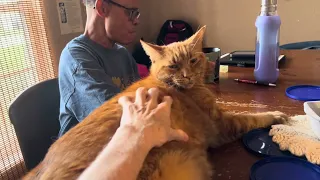 aTRUMPY STOLE ALL THE PURR