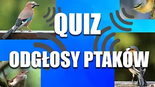 Quiz: Śpiew Ptaków (ptaki polskie) | Rozpoznawanie głosów ptaków