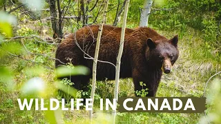 Wildlife in Canada: our amazing wildlife encounters in the Canadian Rockies