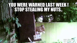 Squirrel Hunting UK.       Garden Enemy No1.