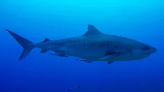 GoPro: Shark Diving in Tahiti with Mark Healey - Ep. 4 - "Connect not Conquer"