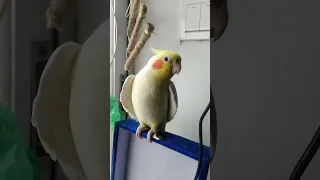 cute cockatile singing and talking