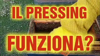 Apicoltura CD: La tecnica di pressing è davvero necessaria?