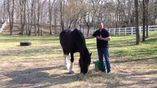 Brian's Response to Day 26 Healing with Horses Tele-Summit