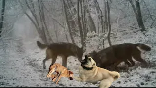 KURTLAR KORKAK KÖPEKLERE ACIMADI KÖPEĞİN CESARETİ HAYATINI KURTARDI волк нападает на собаку Wolf dog
