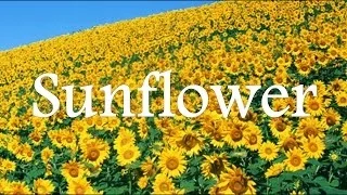 映画「ひまわり」愛のテーマ Sunflower / ★ピアノ演奏 オリジナルアレンジ