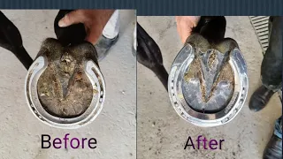 Hoof Restoration and shoeing