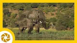 Photographing the majestic CHOBE ELEPHANT. Feeding on the banks of the Chobe River. Botswana.