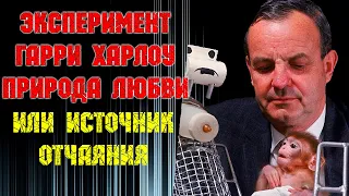 Эксперимент Гарри Харлоу. Природа любви или источник отчаяния.