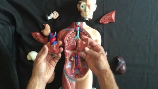 Small anatomy model reconstruction