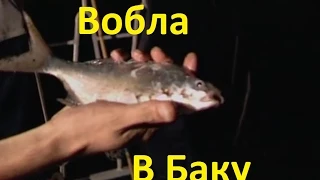 Диалоги о рыбалке - 146 - Городская рыбалка в Баку.