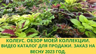 Колеусы. Видео каталог для продажи. Заказ на весну 2023г. Обзор и описание сортов в моей коллекции.