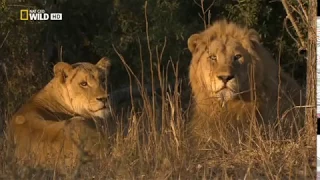 LEONES VS HIENAS VS PERROS SALVAJES EN :LAZOS DE SANGRE