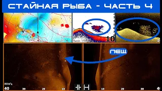 Стайная рыба Часть 4. Как выглядит рыба в эхолоте ? Поиск стайной рыбы и работа по хищнику.