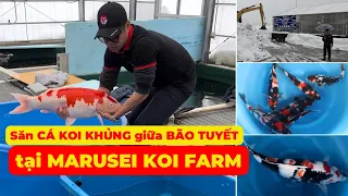 CÁ KOI ĐẸP tại MARUSEI KOI FARM | Mua CÁ KOI KHỦNG dài gần 1 MÉT