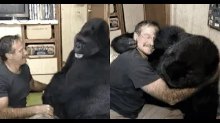 Robin Williams Made Grieving Gorilla Laugh First Time in 6 Months After She Lost Childhood Friend