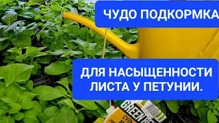 ЧУДО ПОДКОРМКА ДЛЯ НАСЫЩЕННОСТИ ЗЕЛЕНОГО ЛИСТА У ПЕТУНИИ. ДО КАКОГО ВРЕМЕНИ Я ПРИЩИПЫВАЮ ПЕТУНИЮ.