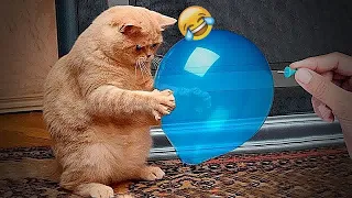 Funny Cat Video Compilation😻World's Funniest Cat Videos🤣Funny Cat Videos Try Not To Laugh😺Part 1