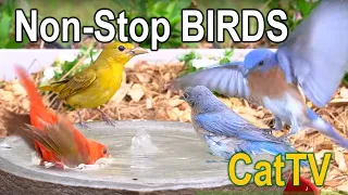 13. #CatTV Birds Drinking & Washing in a Birdbath Fountain w/ Sound - No Interruptions #BirdTV