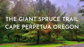 THE GAINT SPRUCE TRAIL CAPE PERPETUA OREGON