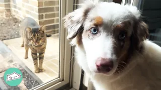 Stray Cat Joins Dog Best Friend On Walks Every Day | Cuddle Buddies