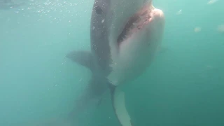 White Shark Diving Company March 2019 trip