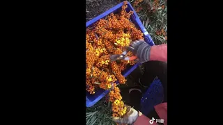 pick sea buckthorn fruit