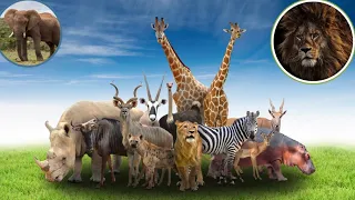 Ultimate Wild Animal Collection In 8K ULTRA HD /. 8K TV চূড়ান্ত বন্য প্রাণী সংগ্রহ