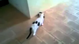 Приколы животных Вот это встреча Смотреть всем! the most funny animals