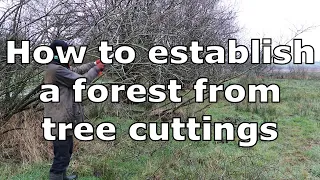 How To Plant A Coppicing Forest At Zero Cost Using Tree Cuttings