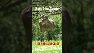 😲😲Have you heard Deer Sounds like this😯😯? -Easy Life