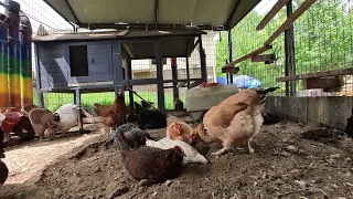 Backyard Chickens - May 15, 2024 - Daily Video 🐣🐥🐤🐔🐓