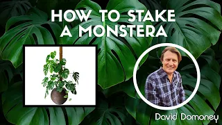 How to support a monstera with David Domoney