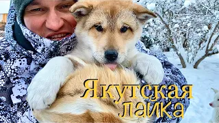 Якутская ЛАЙКА