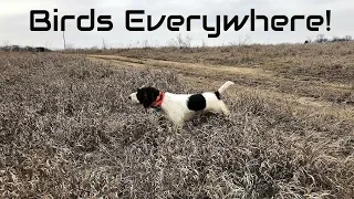 Iowa Pheasant Hunt | Best Day Ever! | Dogs in Action