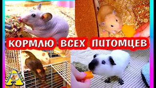 СКОЛЬКО У НАС ПИТОМЦЕВ? / КОРМЛЮ ВСЕХ ХОМЯКОВ, КРЫС, МЫШЕЙ, СВИНОК / ХОМКИ РАДЫ / ALISA EASY PETS