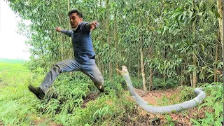 Horror - Unlucky man is repeatedly attacked by king cobra and buffalo cobra in the forest.