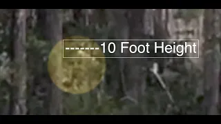 Bigfoot Creatures Are Filmed In Florida: Slow Motion Breakdown Images