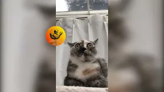 Кот в шоке от 2022 года / Cat shocked by 2022