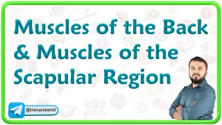 Muscles of Back and Muscles of scapular region : Dr Krishna Sahith