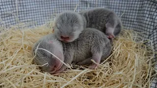 갑자기 아기수달이 아기수달을 출산했어요..!! 심장 움켜쥐고 보세요..ㅠㅠ