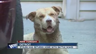 Stolen dog returns home injured