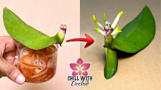 It's Magical It Makes 1 Orchid Leaf Instantly Revive| Chill With Orchids