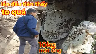 LẦN ĐẦU GẶP TỔ ONG ĐÁ KHỦNG 10KG MẬT TO NHƯ THẾ NÀO #ong #matong #ongmat #ongda #ongrừngvùngcao