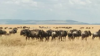 肯亞夢旅