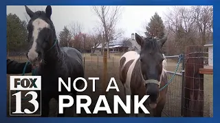 Kaysville horses likely traumatized after tails, manes cut off