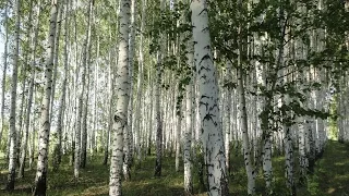 " Отчего так в России берёзы шумят" С.Безруков-Любэ